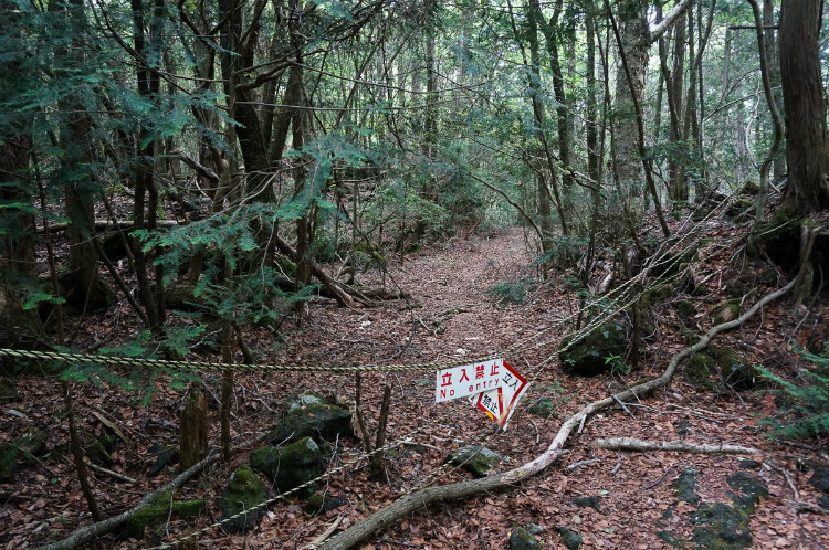 No entry sign board at forest