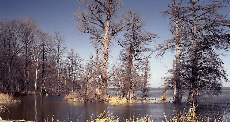 Reelfoot Lake in Tennessee 