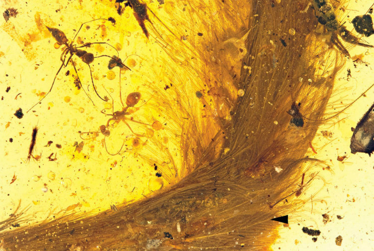  amber fossil