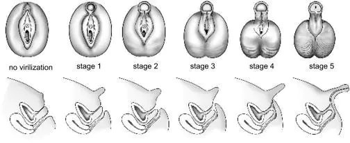 Guevedoces Stages