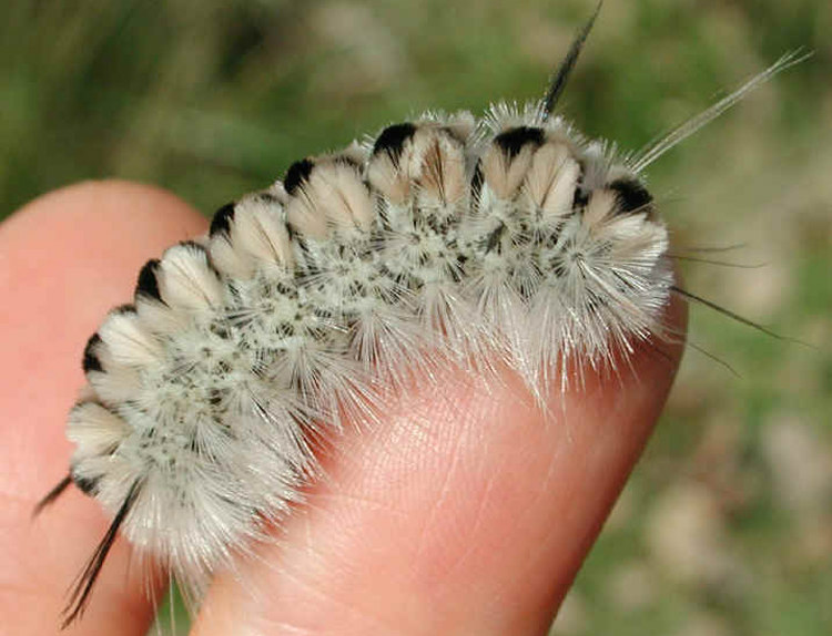 Hickory Tussock Caterpillar on Finger