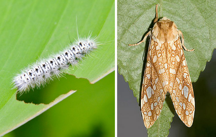 Hickory Tussock Caterpillar and Moth