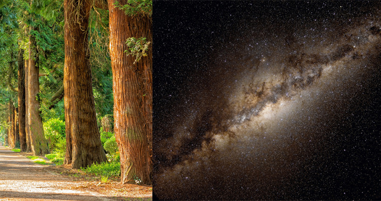 There are more trees on Earth than there are stars in the Milky Way galaxy