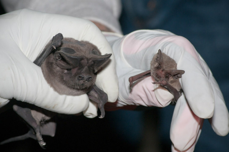 Mexican Free-Tailed Bats