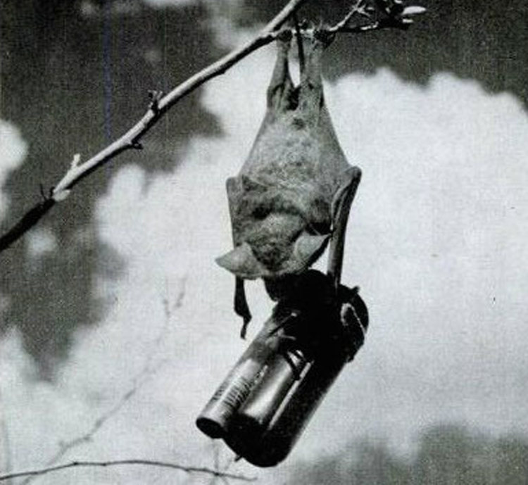 Mexican Free-Tailed Bat with Mini Bomb