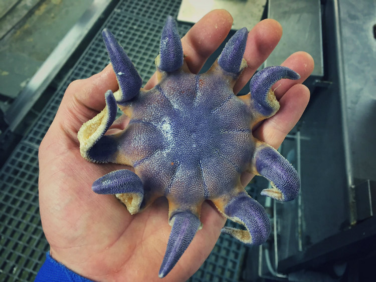 Starfish from Deep-Sea