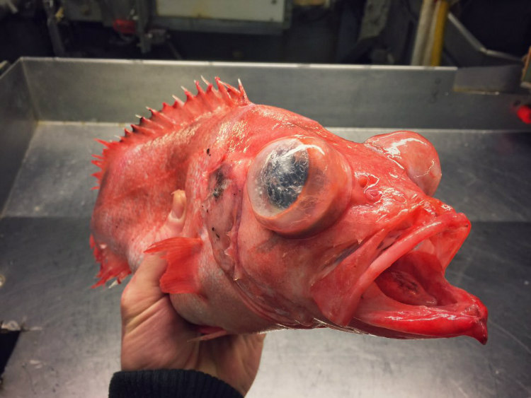 Creature from the Deep-Sea