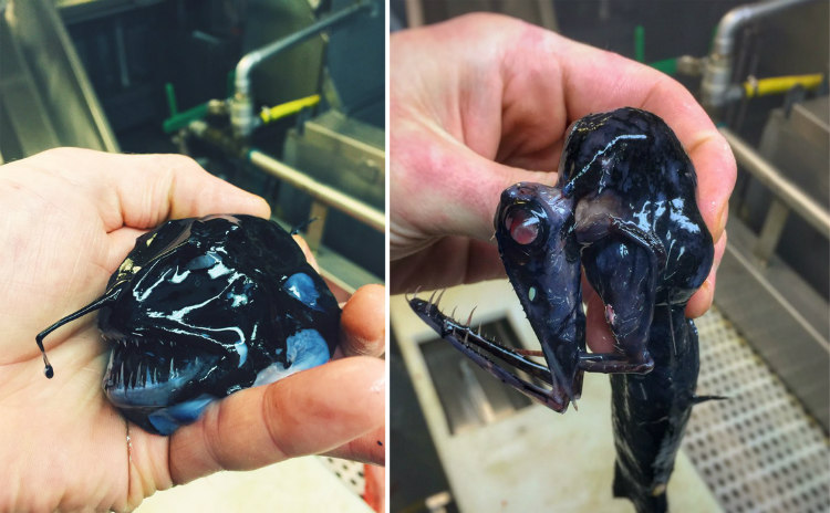 Dark Colored Creatures from the Deep-Sea