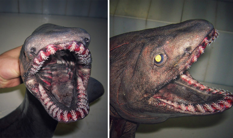 Deep-Sea Creatures: Frilled Shark "Living Fossil"