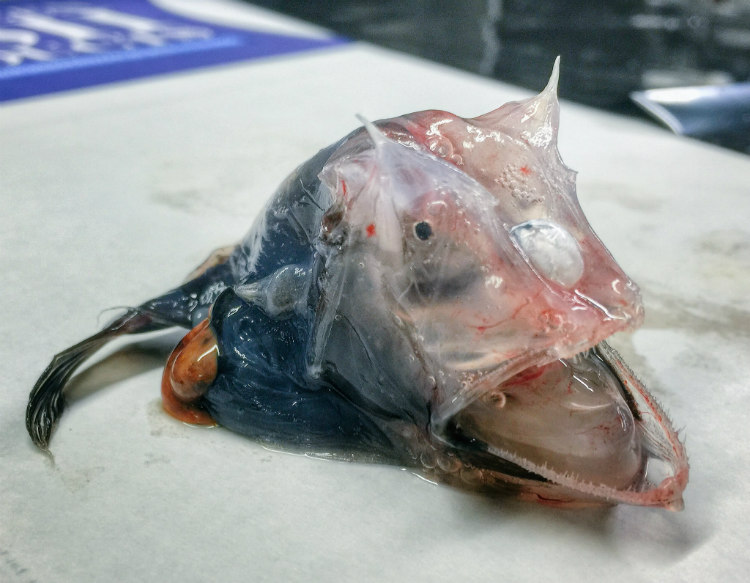 Transparent Fish from Deep-Sea