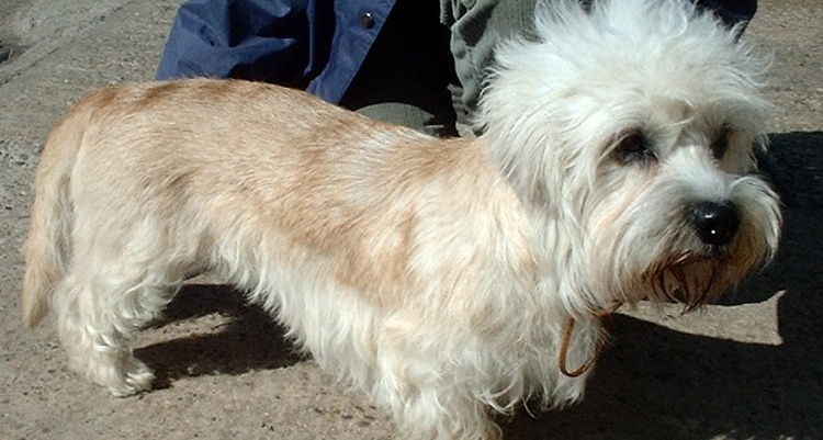 Dandie Dinmont Terrier