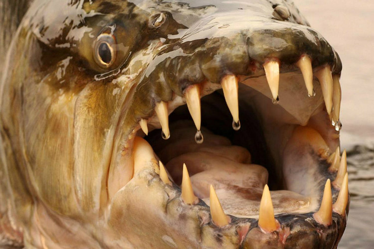 Teeth of Goliath Tigerfish