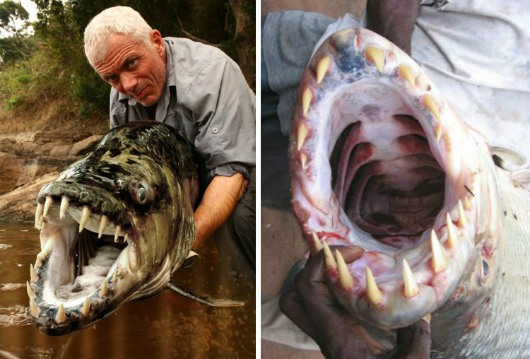 Mouth of Goliath Tigerfish