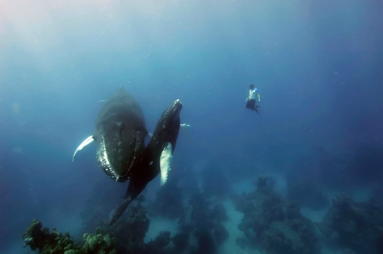 Freediving with Humpback Whales