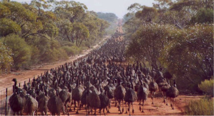 Great Emu war