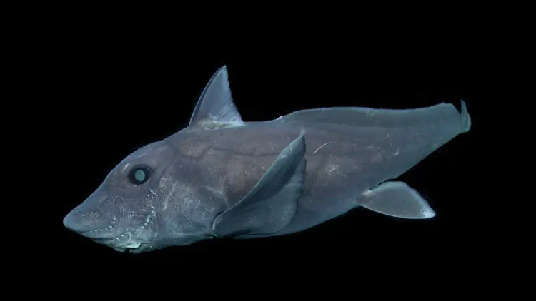 Ghost Shark, Pointy Nose Blue Chimaera