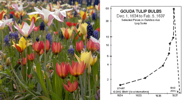 Tulip Mania