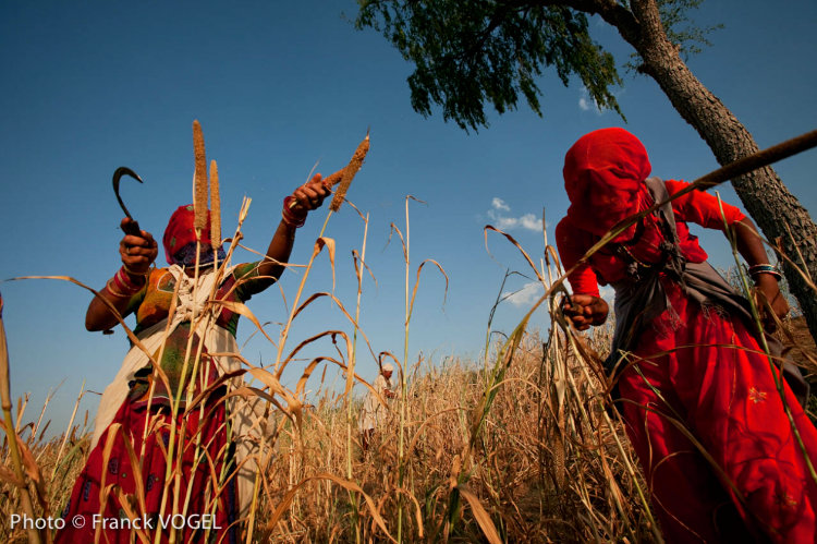 Bishnoi women harvest millet 