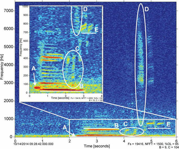 Frequencies of the Minke Whale's Metallic Twang