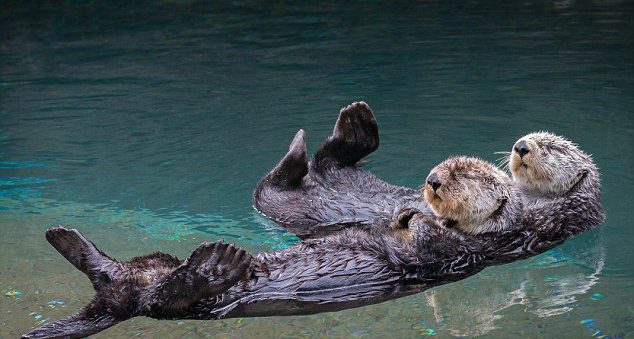 sea otters sleep holding hands 