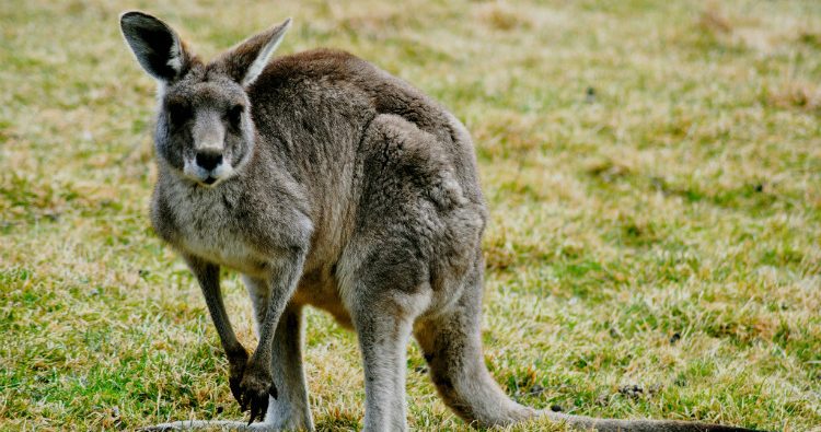 pregnant kangaroo
