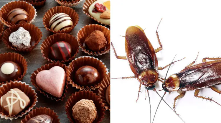 Chocolate-Roach