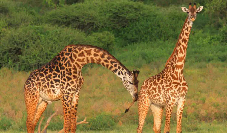 Giraffes