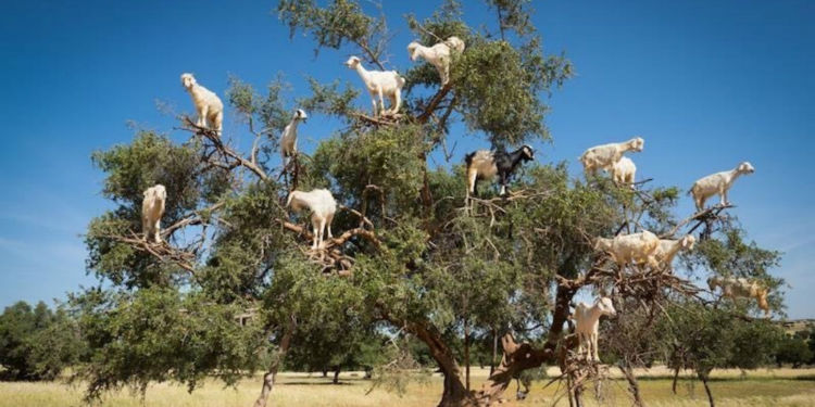 Goats on Argania tree