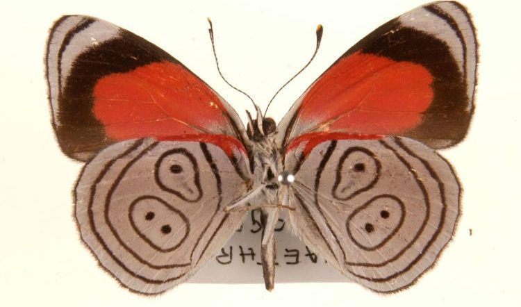 8998 Butterfly