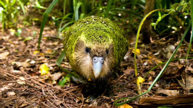 Kakapo