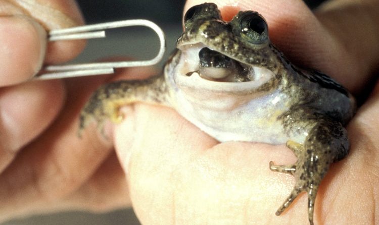 Gastric-brooding frog