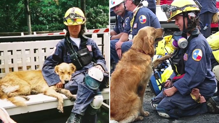 9/11 Search and Rescue Dogs