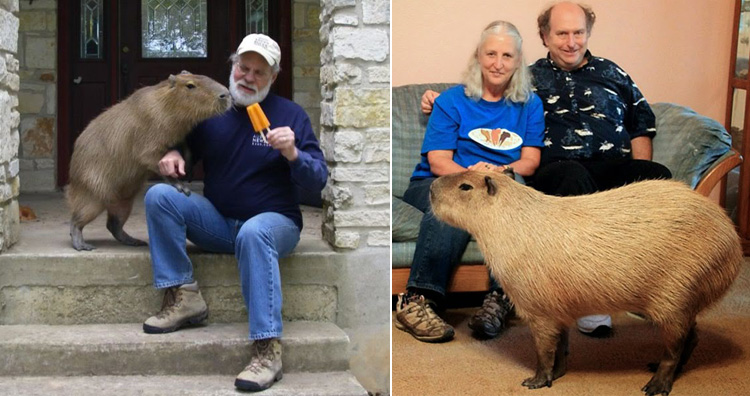 capybara size