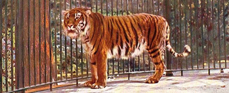 Caspian tiger