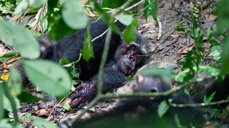 Chimpanzee Beaten to Death by His Fellows