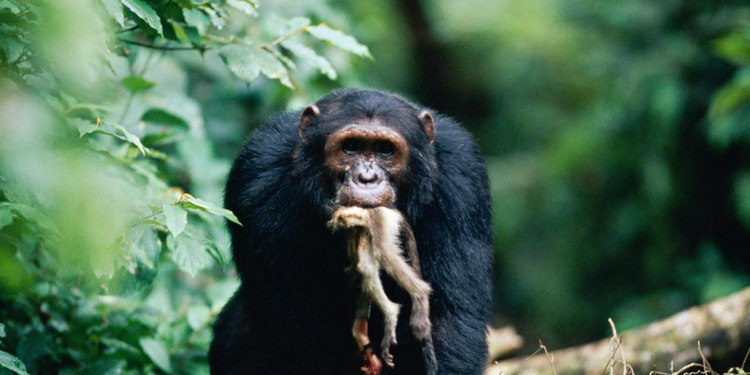 Chimps Eating Red Colobus Monkey