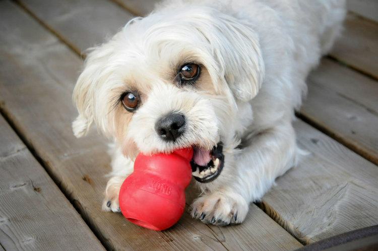 Dogs and Squeaky Toys