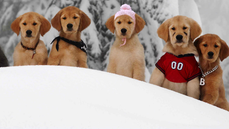 Golden Retriever Puppies from Snow Buddies