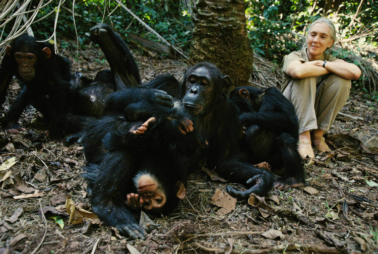 Jane Goodall with Chimpanzees