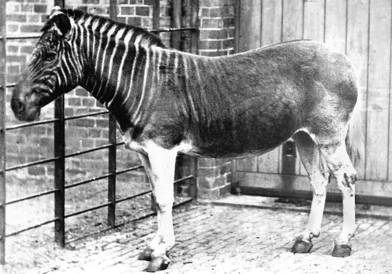 10 Extinct Animals Whose Photograph And Footage Exists