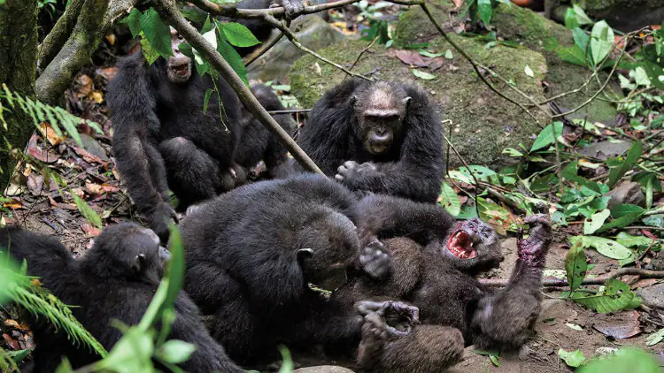 Gombe chimpanzee war: four-year violent conflict between two groups