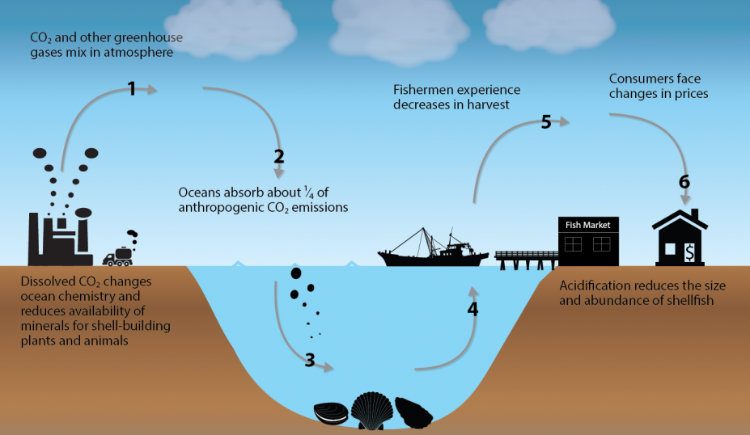 Future Events That Can Wipe Out Humanity : Ocean Acidification