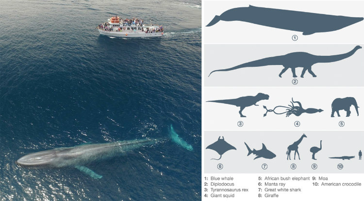 Blue Whale Beside 75 Feet Boat and Dinosaurs