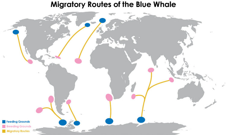 Migratory Routes of Blue Whales