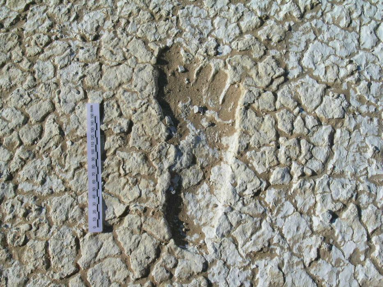 20,000 Year Old Footprint