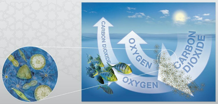  The oceans are responsible for 70% of the oxygen