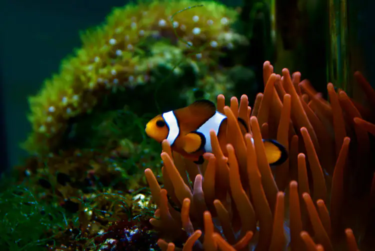 Clownfish in AquaDom