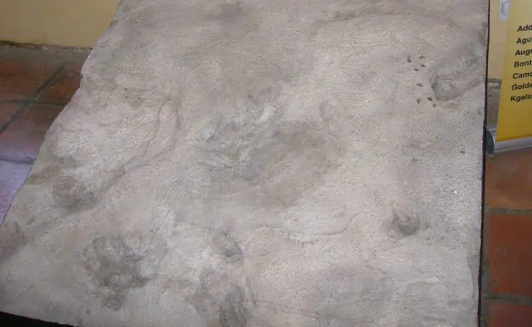Eve's footprint