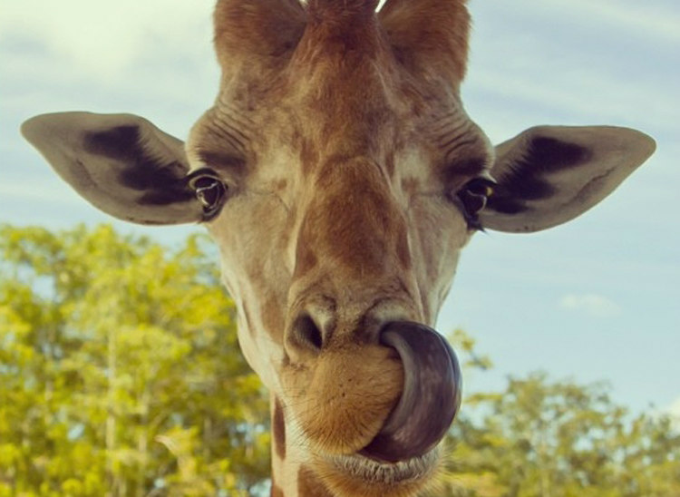 Giraffe's Tongue