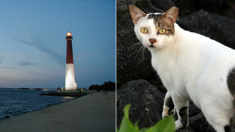 Lighthouse and Feral Cats